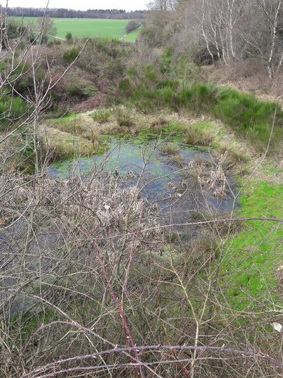 Ein unberührtes Naturgebiet mit einer kleinen Wasserfläche, umgeben von hohen Gräsern und Büschen. Im Hintergrund sind grünes Feldland und einige Bäume sichtbar.
