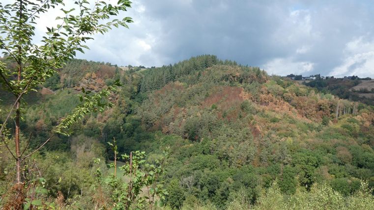 Eine hügelige Landschaft mit grünen Bäumen und vereinzelten bunten Sträuchern. Der Himmel ist bewölkt und vermittelt einen ruhigen Eindruck.