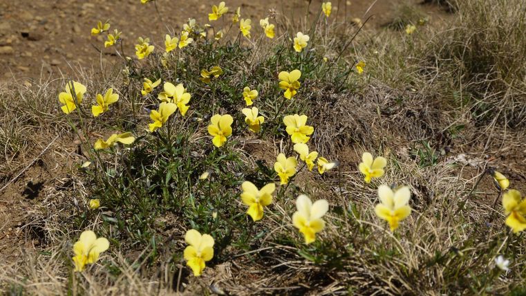 Eine Gruppe von gelben Blumen wächst auf einem trockenen, grasbewachsenen Boden. Die Blumen sind klein und leuchtend und bringen Farbe in die Umgebung.