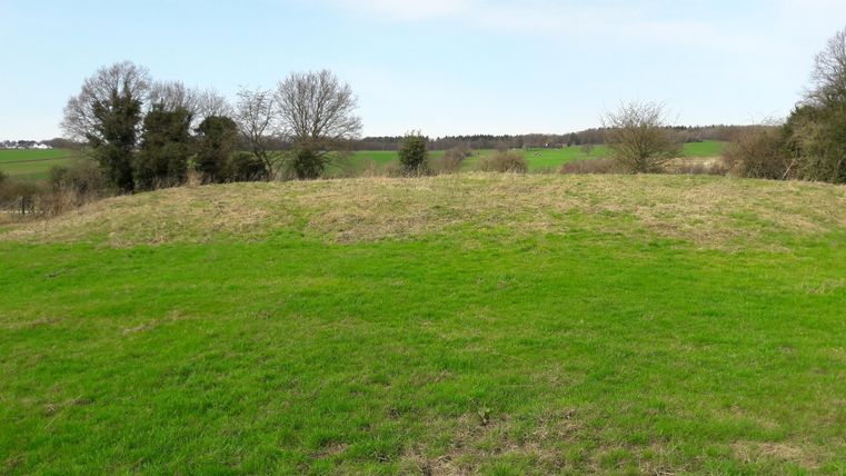 Eine grüne Wiese mit sanften Hügeln und vereinzelten Bäumen im Hintergrund. Der Himmel ist klar und blau.