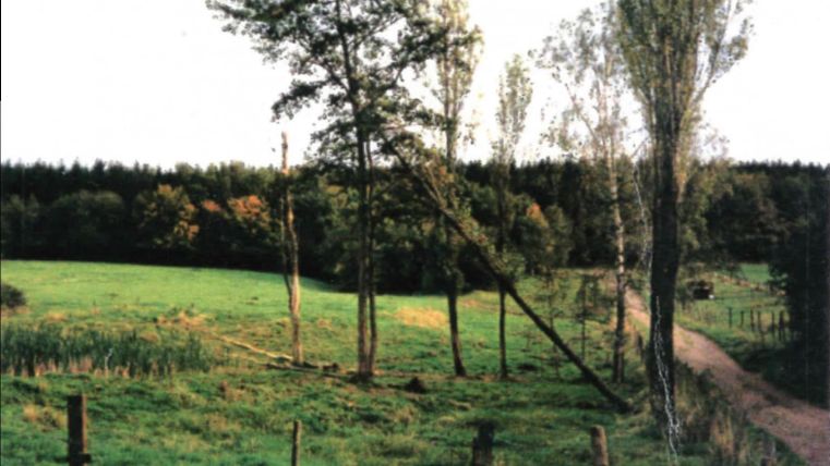 Eine grüne Wiese mit einigen Bäumen und einem unbefestigten Weg. Im Hintergrund sind weitere Bäume und ein ruhiger Himmel zu sehen.