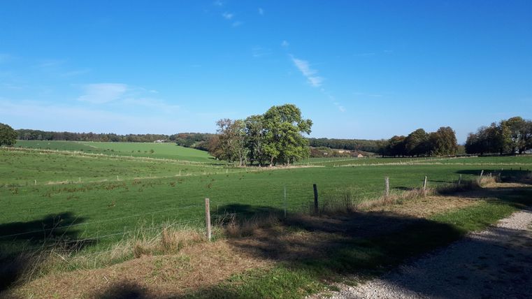 Eine weite grüne Wiese unter einem klaren blauen Himmel. Einige Bäume umranden die Landschaft und ein Weg verläuft durch das Bild.