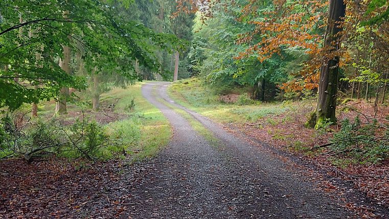 A picturesque forest path, surrounded by trees with colorful leaves. The path gently winds through nature.