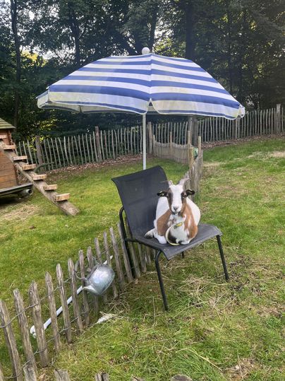 Eine Ziege sitzt auf einem Stuhl unter einem Sonnenschirm. Im Hintergrund sind ein Holzhaus und eine eingezäunte Wiese sichtbar.