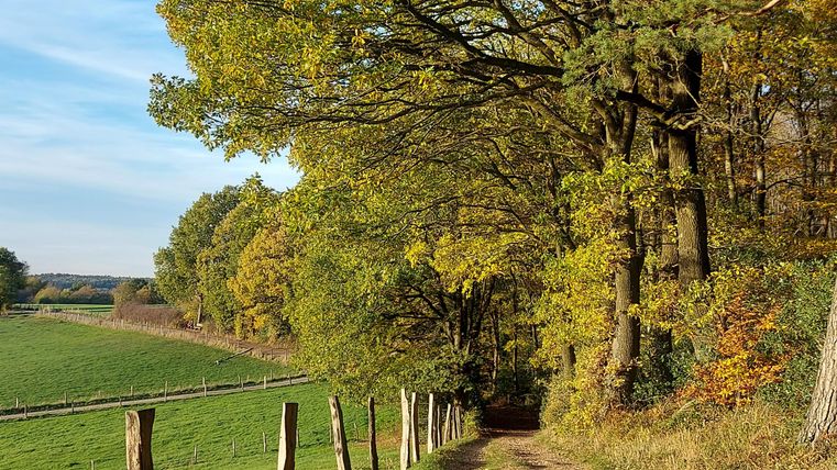 A picturesque path surrounded by colorful leaves and tall trees. The sky is blue and the landscape appears peaceful.