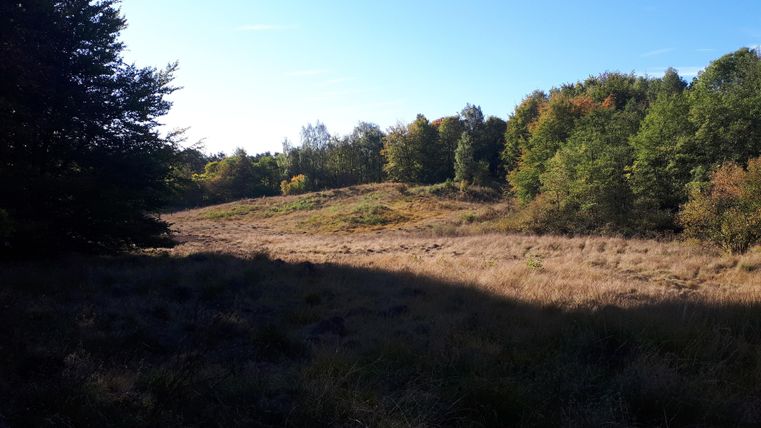 Une vaste prairie avec des herbes hautes et quelques arbres à l'arrière-plan. Les couleurs des feuilles montrent l'automne et le ciel est clair et bleu.