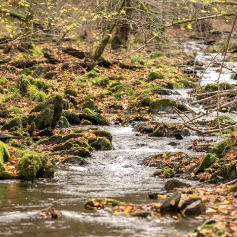 Sentier 75 - Püngelbach, © Eifel Tourismus GmbH, Dominik Ketz