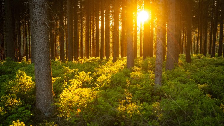 Une forêt ensoleillée avec de grands arbres et un sous-bois vert luxuriant. Les rayons du soleil percent à travers les arbres.
