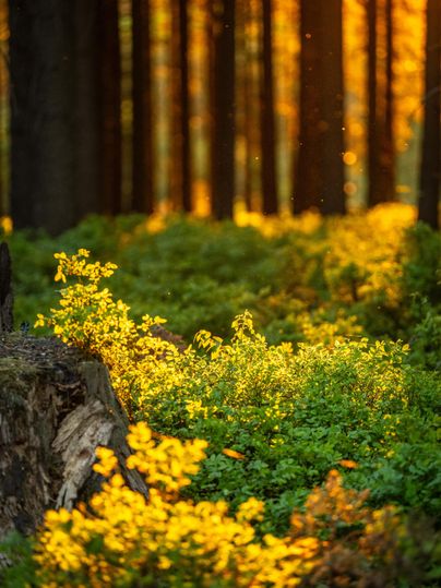 Une forêt ensoleillée avec une lumière orange qui filtre à travers les arbres. Des fougères vertes et des plantes décorent le sol de la forêt.