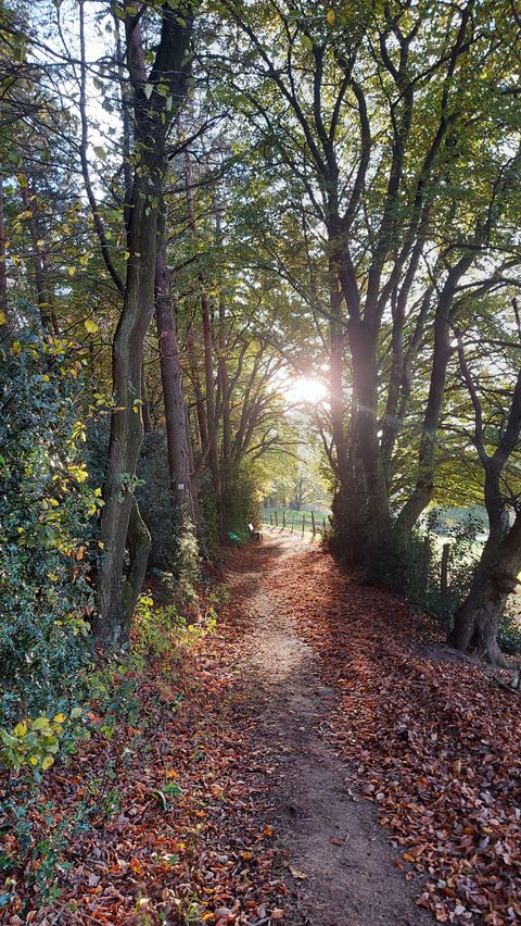 A picturesque forest path, surrounded by trees with colorful autumn leaves. The sun gently shines through the treetops.
