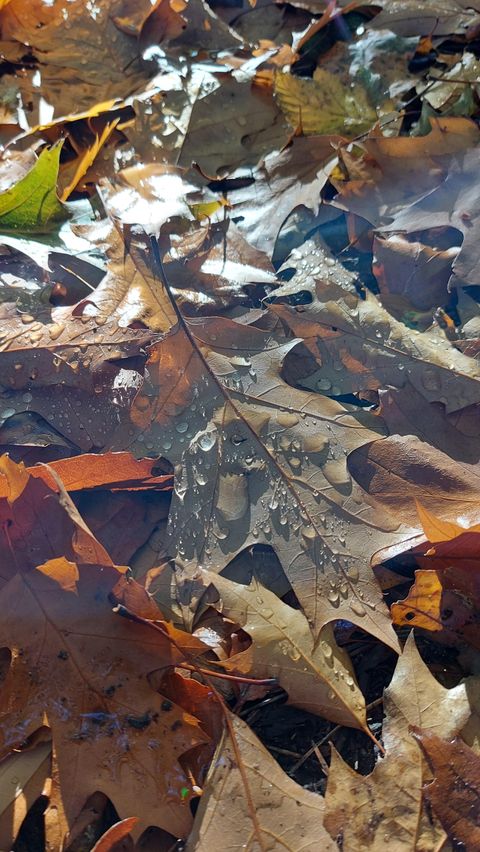 Damp leaves on the ground, sparkling from rain or dew. An autumn landscape with various brown and orange leaves.