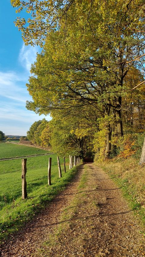 A beautiful forest path, surrounded by colorful trees. The sky is clear and the landscape is peaceful.