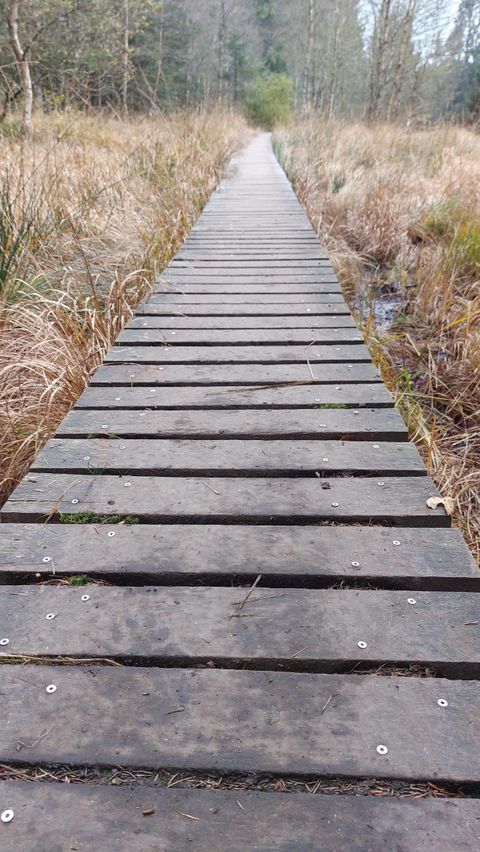 Ein Holzsteg führt durch ein bewaldetes Moorgebiet. Die Umgebung ist von trockenem Gras und Bäumen umgeben.