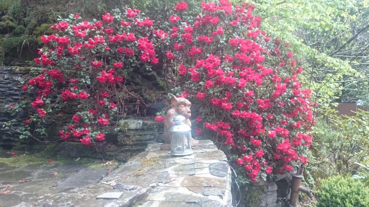 Ein schöner Garten mit einer blühenden roten Azalee und einem Steinmauer. In der Nähe steht eine dekorative Figur und eine Laterne.