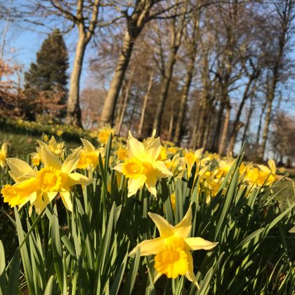 Gelbe Narzissen blühen in einer Wiese, umgeben von grünen Blättern. Im Hintergrund sind Bäume und blauer Himmel sichtbar.