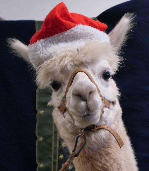 Ein niedliches Lama trägt einen roten Weihnachtsmannhut. Es schaut freundlich in die Kamera.