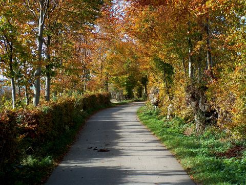 Ein schmaler Weg führt durch eine herbstliche Landschaft mit bunten Bäumen und Hecken.