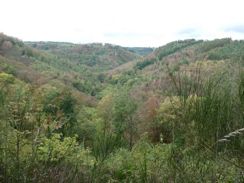 Eine grüne Landschaft mit sanften Hügeln und vielen Bäumen. Der Himmel ist bewölkt und die Natur wirkt ruhig und unberührt.