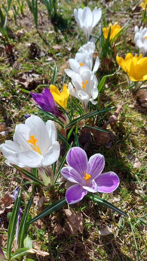 Bunte Krokusse blühen in verschiedenen Farben, darunter Weiß, Gelb und Lila. Die Blumen wachsen auf einem grünen Rasen.