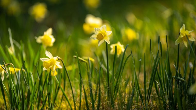 Eine Wiese mit vielen gelben Narzissen blüht im Sonnenlicht. Die frischen Blumen stehen zwischen grünem Gras.