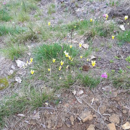 Eine Wiese mit verschiedenen bunten Wildblumen, darunter gelbe und rosa Blüten. Das Gras ist grün und der Boden ist teilweise sichtbar.