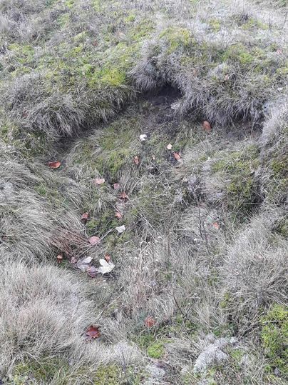 Un champ verdoyant, avec de l'herbe haute et de petites feuilles sèches. Le sol présente un léger creux.