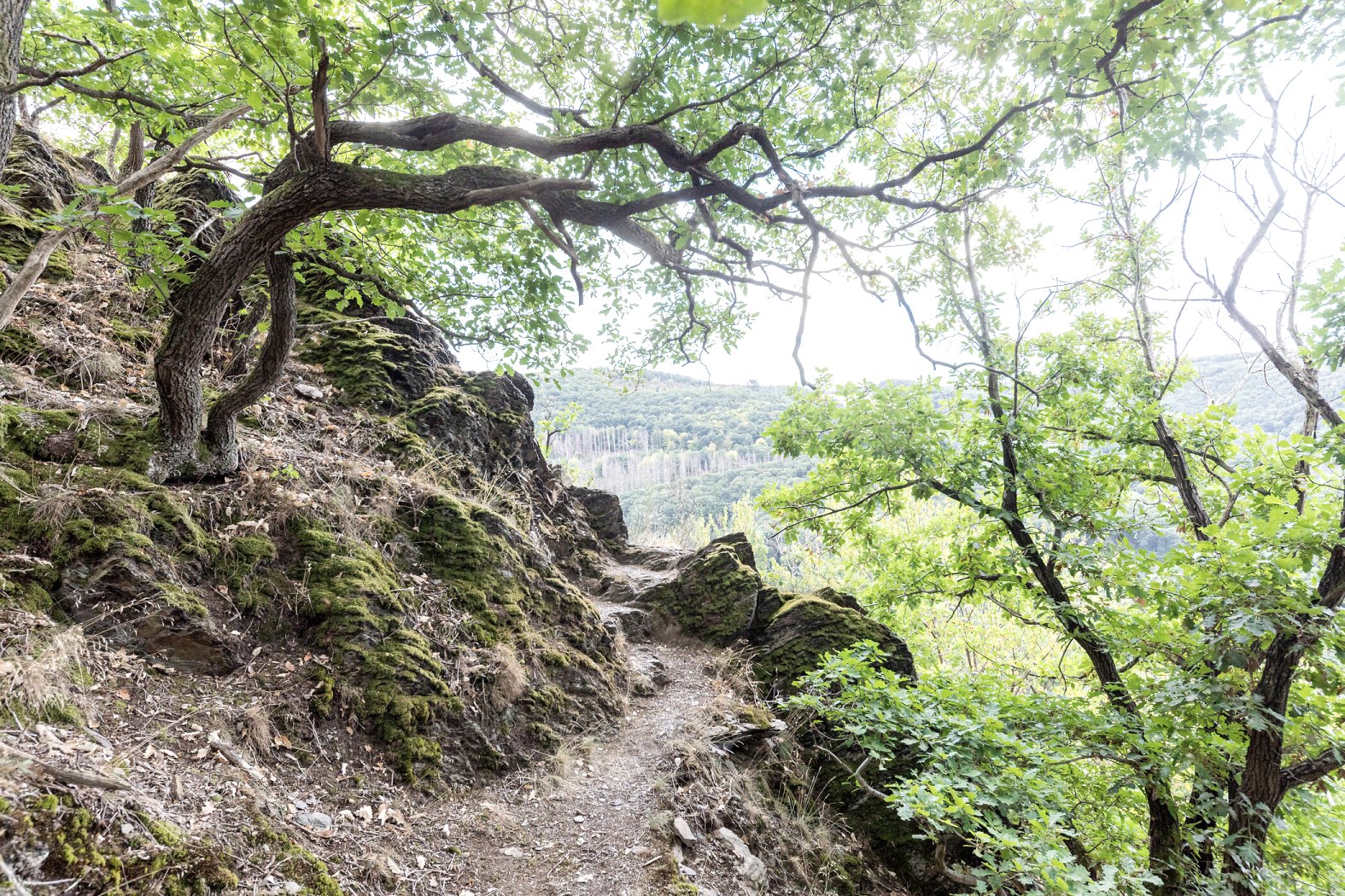 Frühling in der Rureifel, © Eifel Tourismus GmbH, AR-shapefruit AG