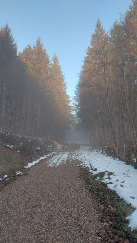 Ein schmaler Weg durch einen nebeligen Wald mit hohen Bäumen. Am Rand des Weges liegt noch etwas Schnee.