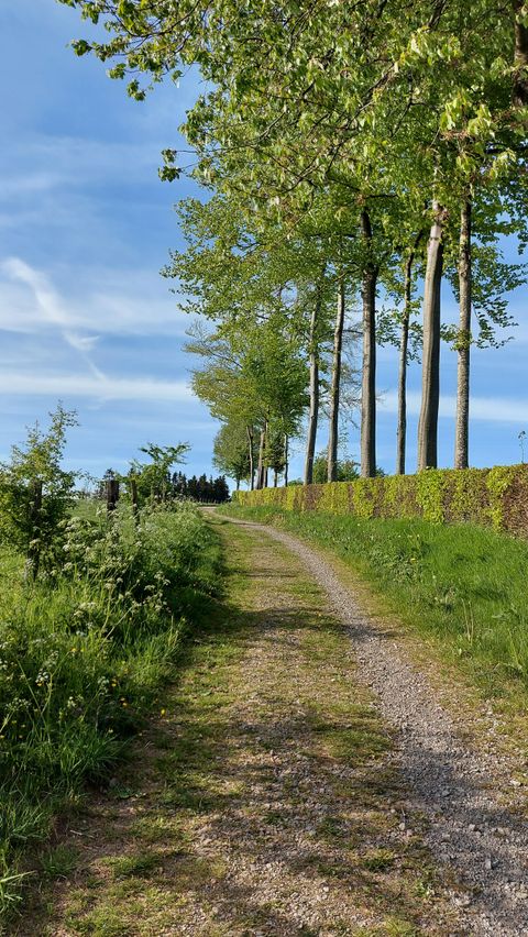 Ein schmaler Weg, gesäumt von Bäumen, führt durch eine grüne Landschaft. Der Himmel ist blau mit einigen Wolken.