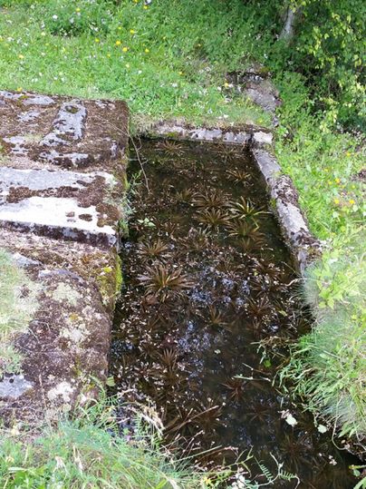 Ein kleiner, ruhiger Wasserlauf mit Pflanzen im Wasser. Üppiges Grün umgibt die Wasserstelle.
