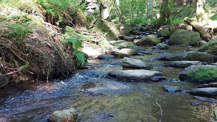 A quiet brook flows through a green forest. Large stones lie in the water and are surrounded by dense trees.