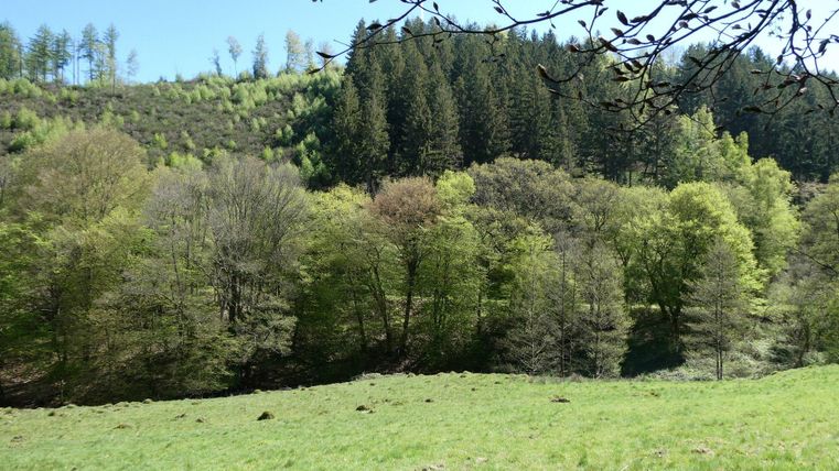 Eine grüne Wiese mit bunten Bäumen im Vordergrund und dichten Nadelbäumen im Hintergrund. Der Himmel ist klar und blau, was eine friedliche Atmosphäre schafft.
