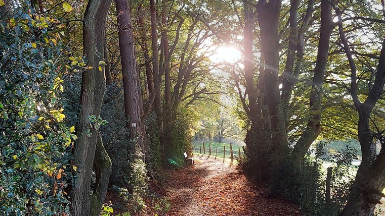 A picturesque forest path, surrounded by trees with colorful autumn leaves. The sun gently shines through the treetops.