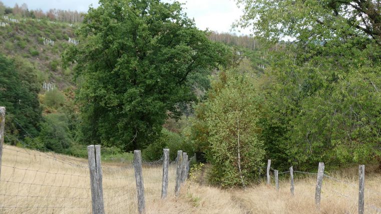 Ein ruhiger Weg mit einem Holzzaun, umgeben von Bäumen und Sträuchern. Die Wiese ist trocken und die Landschaft wirkt ländlich.