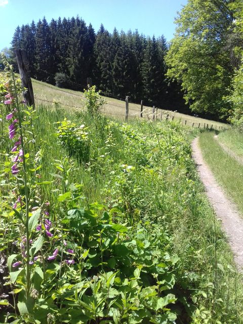A picturesque path surrounded by green meadows and colorful wildflowers. In the background, dense trees stand under a blue sky.