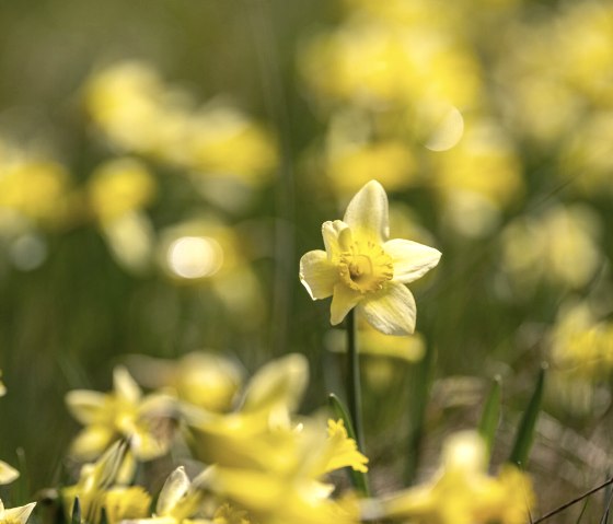 Daffodil meadows in the Perlenbach valley, © Städteregion Aachen, Dominik Ketz