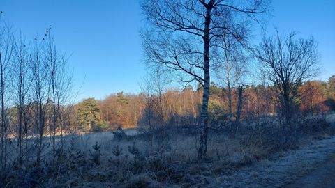 Ein klarer blauer Himmel über einer frostigen Landschaft mit Bäumen und trockenen Pflanzen. Die Atmosphäre wirkt ruhig und friedlich.