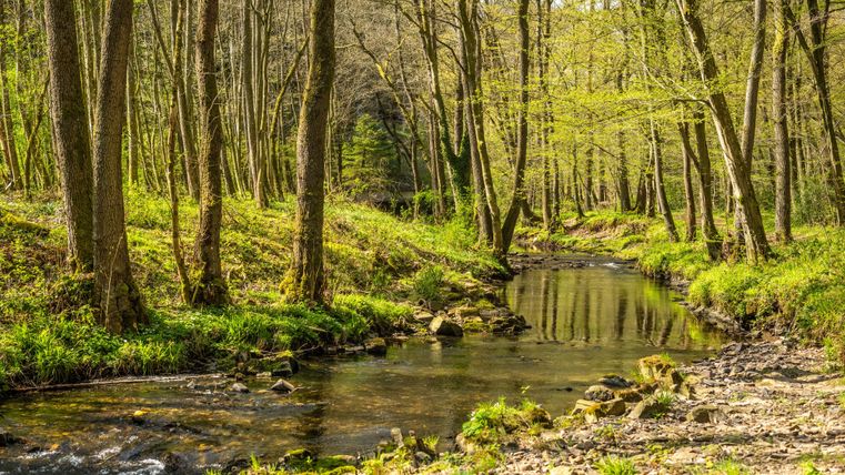 Un ruisseau tranquille coule à travers une forêt verte. Les arbres sont fraîchement feuillus et le soleil brille à travers les feuilles.