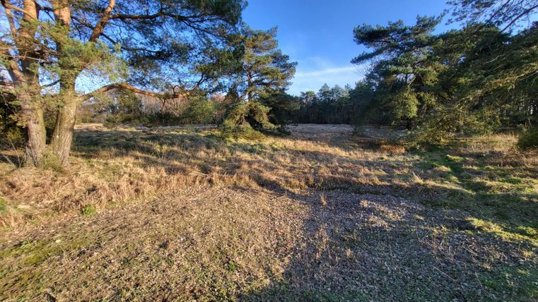 Eine ruhige Waldlandschaft mit einigen Bäumen und grünem Gras. Der Himmel ist klar und blau.