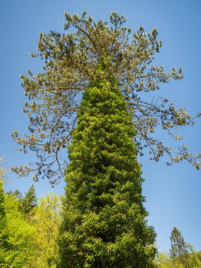 Un grand arbre avec une couronne verdoyante et dense et un ciel bleu clair en arrière-plan. Le paysage semble frais et accueillant.