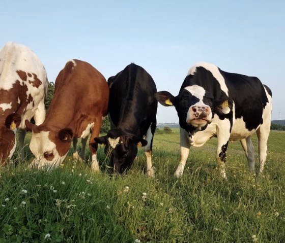Nos vaches dans le pré