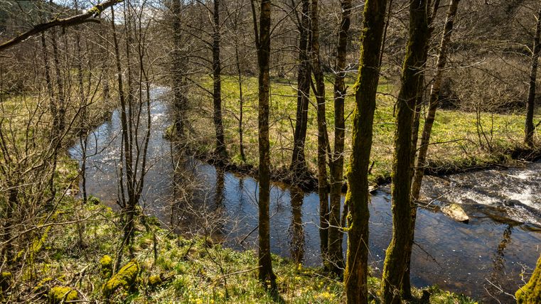 Ein Fluss fließt durch einen Wald mit kahlen Bäumen und Moos. Im Vordergrund blühen Narzissen.