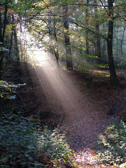 Ein ruhiger Wald mit Sonnenstrahlen, die durch die Bäume fallen. Der Boden ist mit buntem Laub bedeckt.