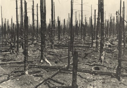 der vom Krieg zerstörte Hürtgenwald
