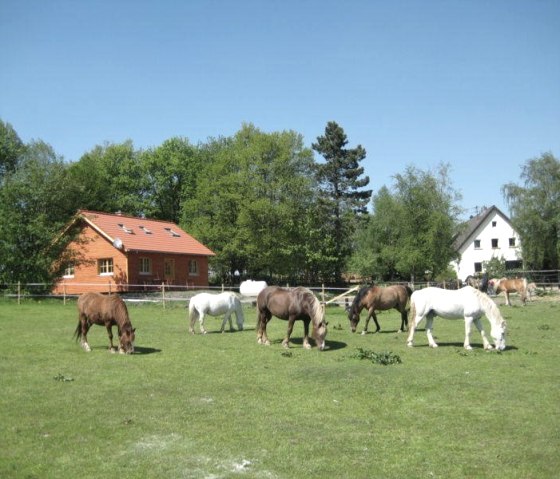 Nos chevaux