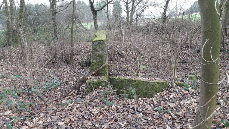 Un bloc de pierre recouvert de mousse se dresse au milieu d'une forêt dense. Autour de lui, on trouve de nombreuses feuilles mortes et quelques plantes éparses.