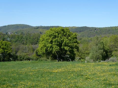 Eine grüne Wiese mit vielen gelben Blumen und einem großen Baum. Im Hintergrund sind sanfte Hügel und ein blauer Himmel zu sehen.