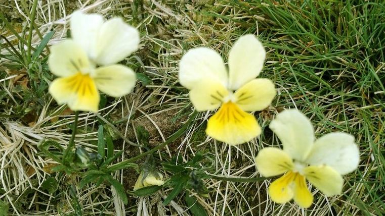 Drei gelbe und weiße Blumen wachsen auf grünem Gras. Sie haben eine zarte Struktur und strahlen Frische aus.