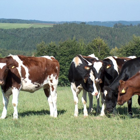 Koeien uit de Eifel, © Rursee-Touristik GmbH