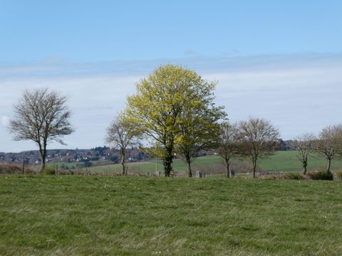 Eine weite Wiese mit verschiedenen Bäumen im Hintergrund. Ein auffälliger Baum mit frischem, grünem Laub sticht hervor.